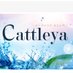 Cattleya〜カトレヤ〜 (@cattleya0021) Twitter profile photo Cattleya〜カトレヤ〜 (@cattleya0021) Twitter profile photo