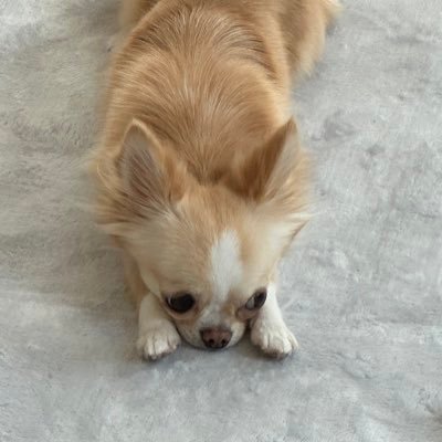 KenzoRust1212's profile picture. Rustコンソール版 チームメンバー募集中。現在6〜8人くらいで適当にやってます。撃ち合い強くなりたい。ファームしか脳のないクソ雑魚です