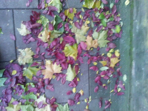 amandascarparo's profile picture. na maciota.