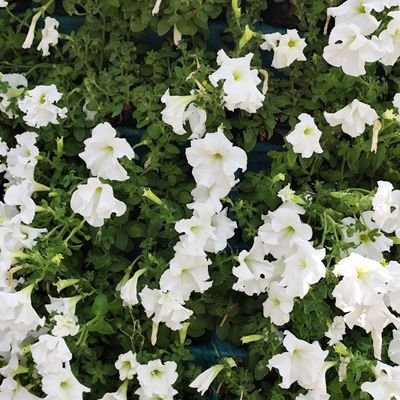 abhinavisland's profile picture. Writer and a liver