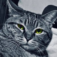 𝗣𝗢𝗡𝗭 (@pondemicworx) 's Twitter Profile