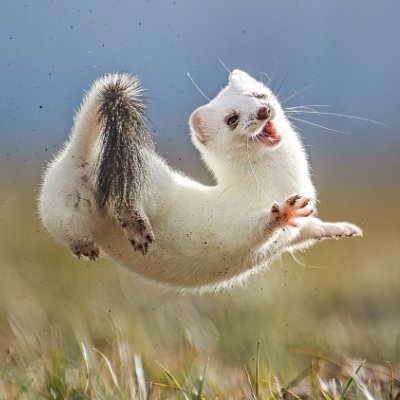 ResistanceRules Profile