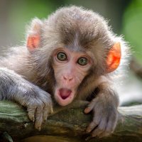 Nature (@nuttinessnature) 's Twitter Profile Photo