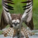 Thomas Bainbridge - @ThomasBainbride - Twitter