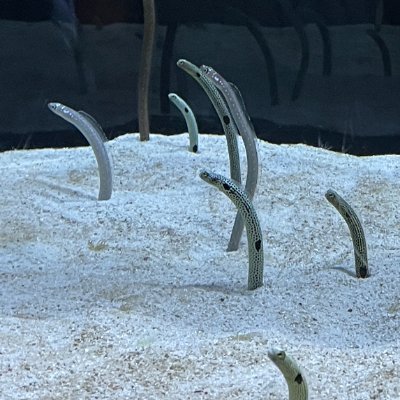 014makizushi's profile picture. 