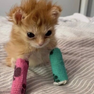 ChocoCremy's profile picture. 