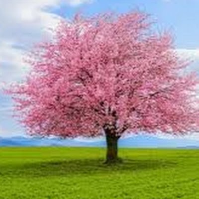 john_capec38712's profile picture. 