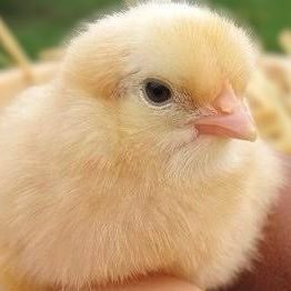 YZRB4bJ3vF26075's profile picture. ひよこ🐣好きです！ 色んな事に興味津々。