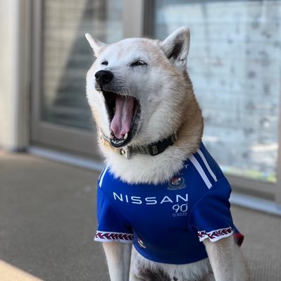 kotetsulove23's profile picture. 赤柴・房総の海王号。またの名を、こてつ。全然いかつくないヘタレ男柴13歳たつ年の男。 アレルギーで年中かゆかゆ。こてつの母は火の国の女。神社仏閣。ドリ。わりとベテランベイビーズ。sumika。横浜Fマリ。角田涼太朗。駆け出しのお笑い芸人の発掘。九州をどこまでも！負けんばい！熊本