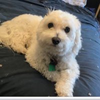 birdchaser49 (@david95286) 's Twitter Profile