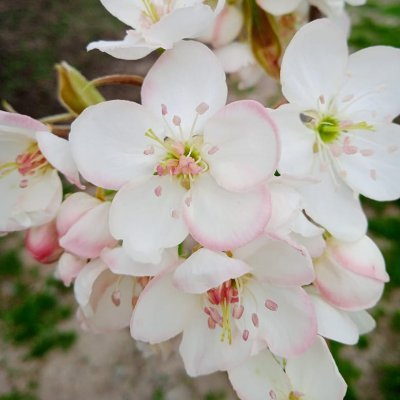 I am Dr. Aarifa Nabi and I am looking for potential post doc positions in Plant abiotic stress and its mitigation through omics approaches