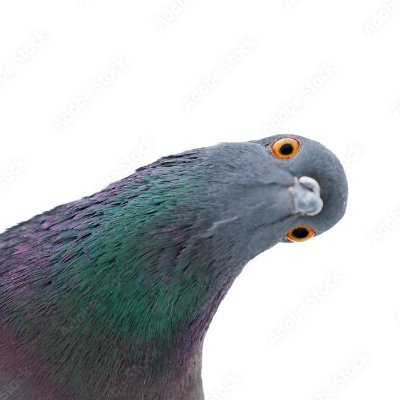 mso_onobody's profile picture. everything's good?