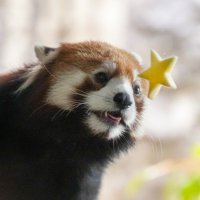 yuki✴︎mame🐾 (@snowbeans13718) 's Twitter Profile Photo yuki✴︎mame🐾 (@snowbeans13718) 's Twitter Profile Photo