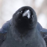 ViewtifulBird (@viewtiful_bird) 's Twitter Profile