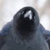 ViewtifulBird (@viewtiful_bird) Twitter profile photo ViewtifulBird (@viewtiful_bird) Twitter profile photo