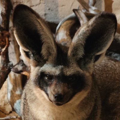 JooNoronha's profile picture. 