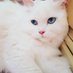佐藤 千春 (@chiha442) Twitter profile photo 佐藤 千春 (@chiha442) Twitter profile photo