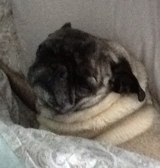 myvoicecount5's profile picture. Passionate self proclaimed ruler of my own world. Advocate for my family, city, schools, and animals I love.