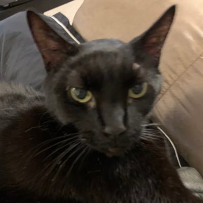 Alter ego of someone that doesn't want their job put in jeopardy by what they post online. RIP 🐈‍⬛ 12/23/2021