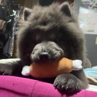 むくむく (@m8cbs3594) 's Twitter Profile Photo むくむく (@m8cbs3594) 's Twitter Profile Photo