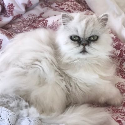 Amagoia_73's profile picture. Mujer y madre.