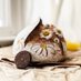 loaf fi bread and blooms (@loaffibread) Twitter profile photo loaf fi bread and blooms (@loaffibread) Twitter profile photo