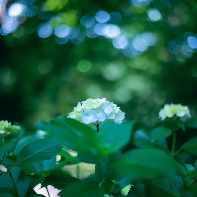 翠ペン🐧ＴＬ✖️ 低浮上　現像頑張る