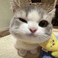 椰椰奶球冰激凌 (@icecreamm0718) 's Twitter Profile
