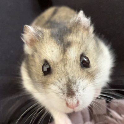 Chappy82156788's profile picture. マメ♀（グレー）2021.8🎂2021.9.23お迎え🌈🐹ウメ♀（ブルーサファイア）2021.5🎂2022.5.5 1歳でお迎え🌈🐹ラム♀（ブルーサファイア）2022.10🎂2023.1.14お迎え🌈🐹ジョジョ♂（グレー）2022.10🎂2024.1 １歳3ヶ月でお迎え