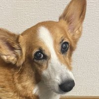 Purimomo815 (@purimomo815) 's Twitter Profile