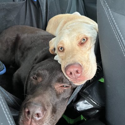 Rosiedog77's profile picture.