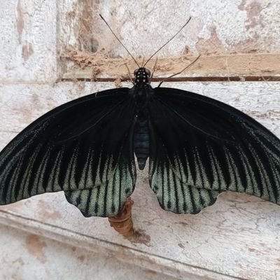 IgSu Serasa Profile