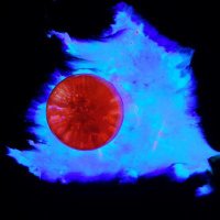Science * Art (@dscripting) 's Twitter Profile