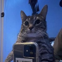 yup 🏳️⚧️🇵🇸 (@chnglngprncss) 's Twitter Profile