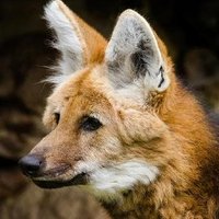 べりんぐ (@_bassari) 's Twitter Profile Photo