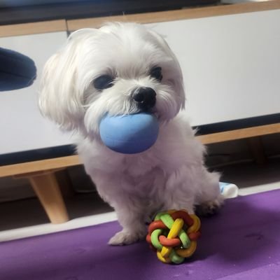 클라리넷과
7살 말티즈 키보와 함께
