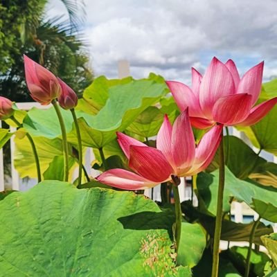 tigermothe56856's profile picture. 