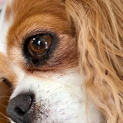犬猫可愛い。特にキャバリアが大大大好き！毛だらけの生活は最高💕無言フォローで申し訳ないです… 素敵だなと思う方をフォローさせて頂いています。自分は特に呟きません🥺