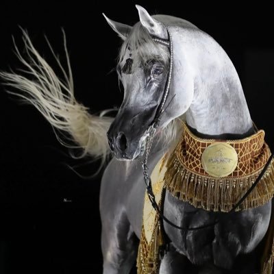 kwkw1376575's profile picture. قحطان جدي وجدتي حميرية