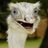 Bird_JS's profile image