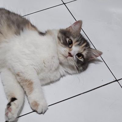 mulfi_'s profile picture. just an ordinary person who likes to play football and futsal :)