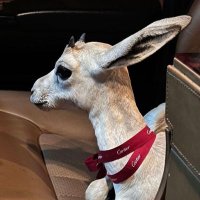 شـ (@_ish0ll) 's Twitter Profile