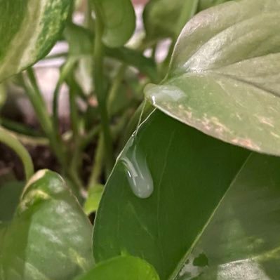 solely_coco's profile picture. NSFW | No minors 🔞 | Black 29M | stroking and pissing 💦