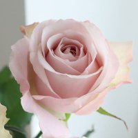 さくら (@josephine940201) Twitter profile photo