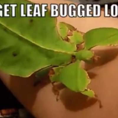@MARR1EDIN_RED’S bug appreciation account!