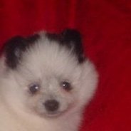 dingomeoo's profile picture. 