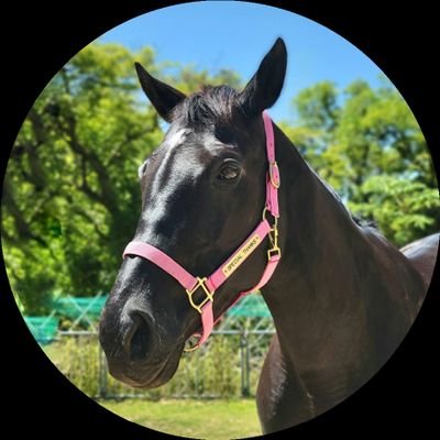 スペさん(元競走馬・スペシャルサンクス)さんのプロフィール画像