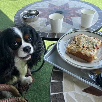 kurea_0901's profile picture. 2014.9.1￤🚺￤キャバリアトライカラー￤大学2年生の娘が投稿してます(*^^*)￤無言フォロー失礼します🐶