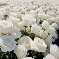 pakistani (@riaz14000) 's Twitter Profile