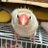paddy_luke